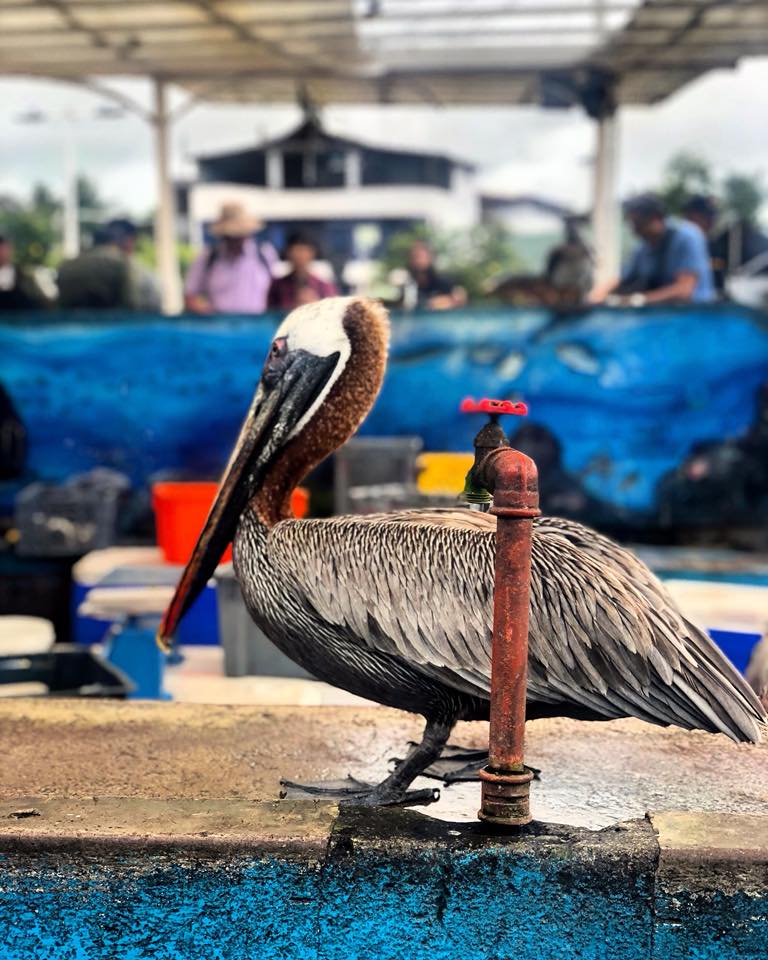 Mercato di Puerto Ayora