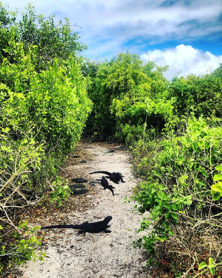 Tortuga Bay, Isole Galapagos