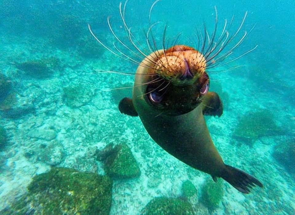 Leone Marino delle Isole Galapagos