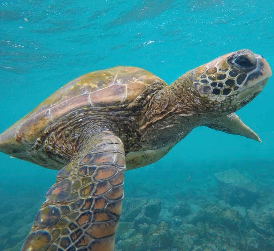 Tartaruga delle Isole Galapagos