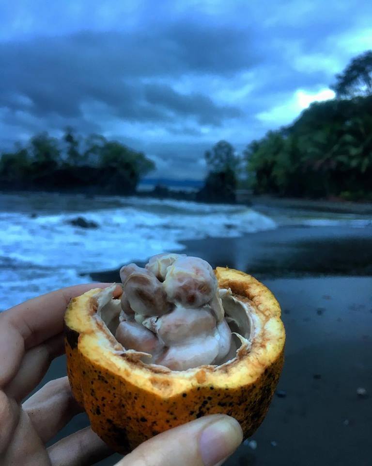 Frutto del cacao, Chocó