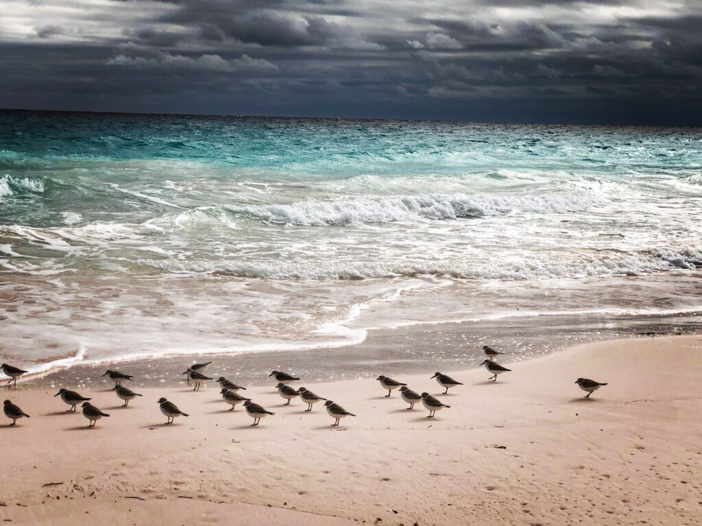Spiaggia rosa, Harbour Island