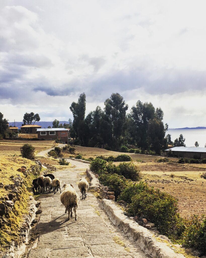 Quello che dovreste sapere sul lago Titicaca: l'allevamento