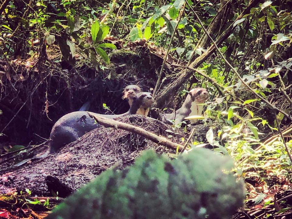 Lontre, foresta amazzonica