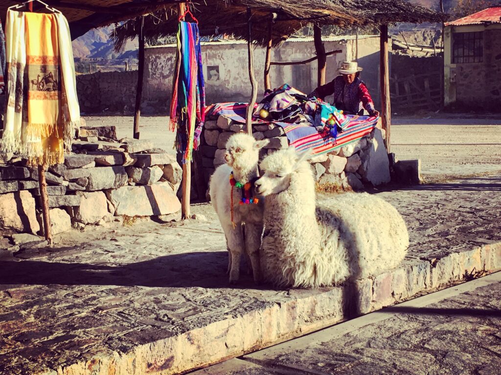 Alpaca addomesticata nel villaggio di Maca