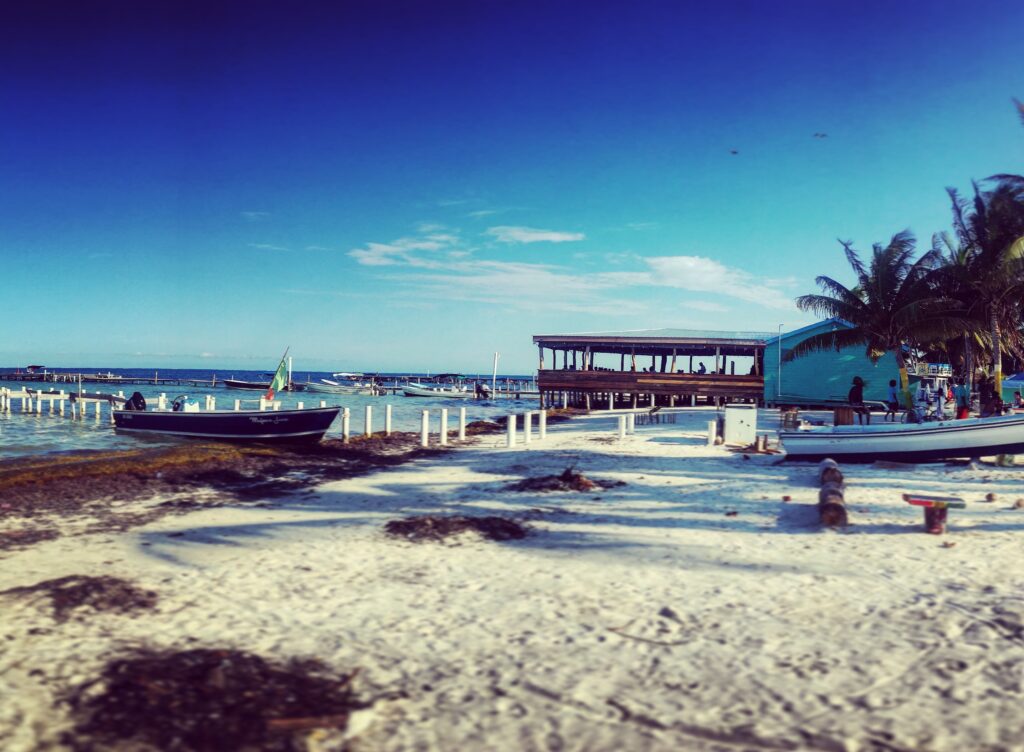 Le alghe sargasso nelle spiagge di Caye Caulker