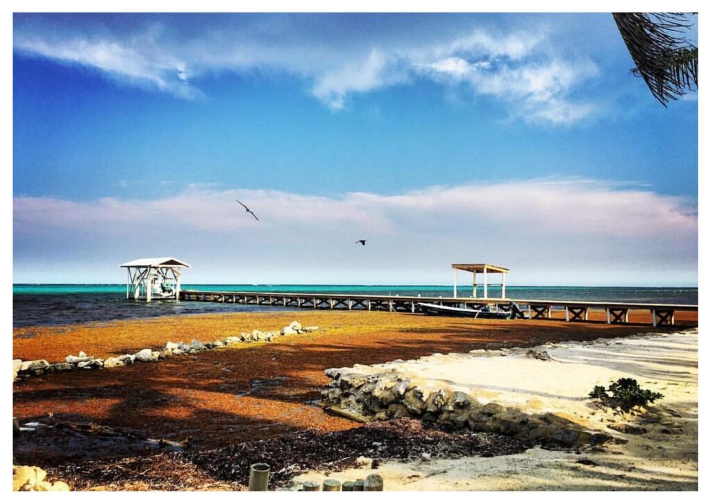 Le alghe sargasso di Ambergris Caye