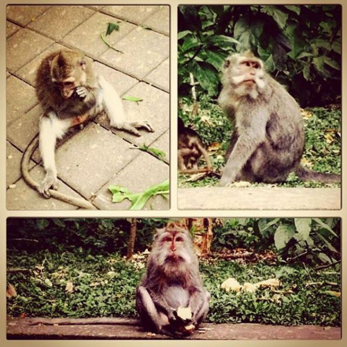 Cosa vedere sull'Isola di Bali: la Monkey Forest