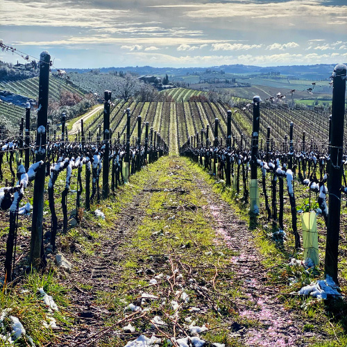 I vigneti di Rocca delle Macìe