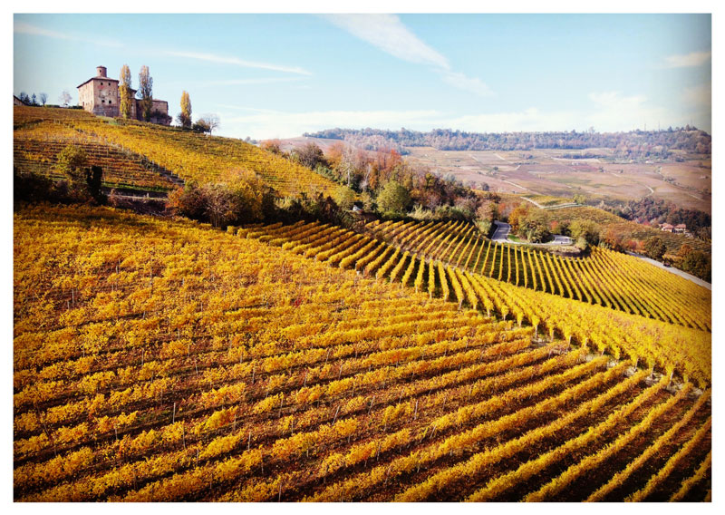 I vigneti e le cantine delle Langhe