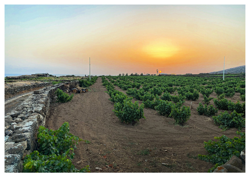 Azienda vinicola di Marco de Bartoli