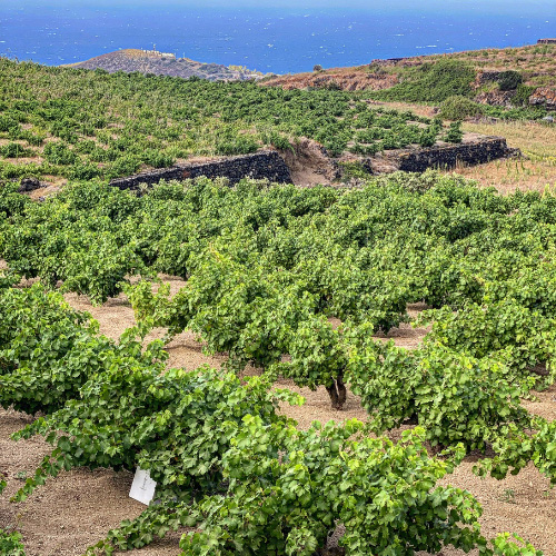 Azienda vinicola di Salvatore Murana