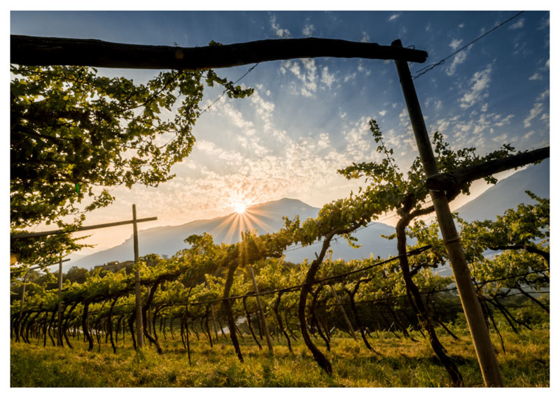 Le vigne del Trento DOC