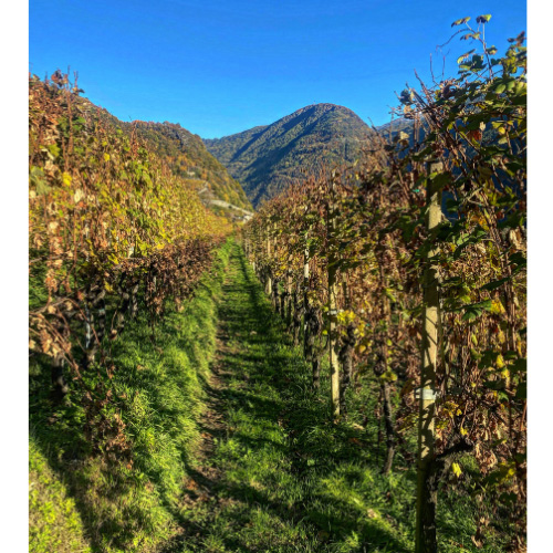 Le cantine della Valtellina: La Perla di Marco Triacca