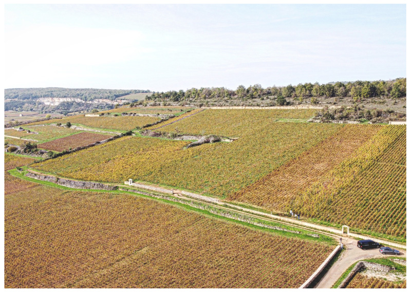 I vigneti di Puligny Montrachet