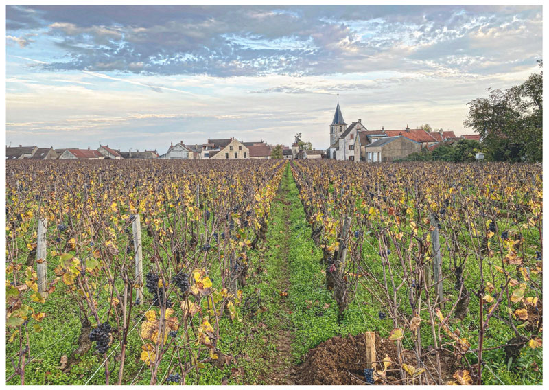 Domaine de la Romanée-Conti