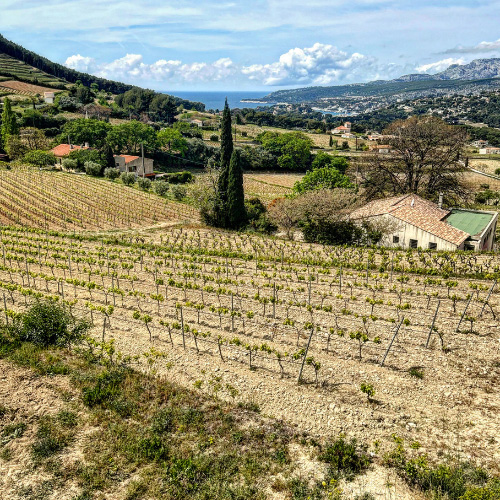 Cassis e i suoi vigneti