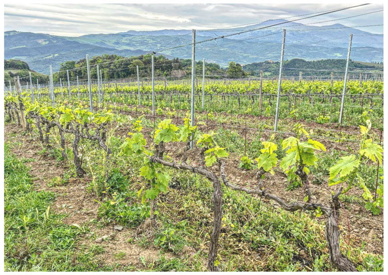 I vigneti della cantina San Polo, Montalcino