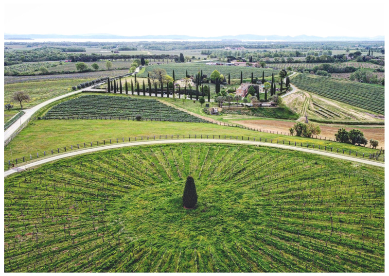 Avignonesi, vigneto La Tonda