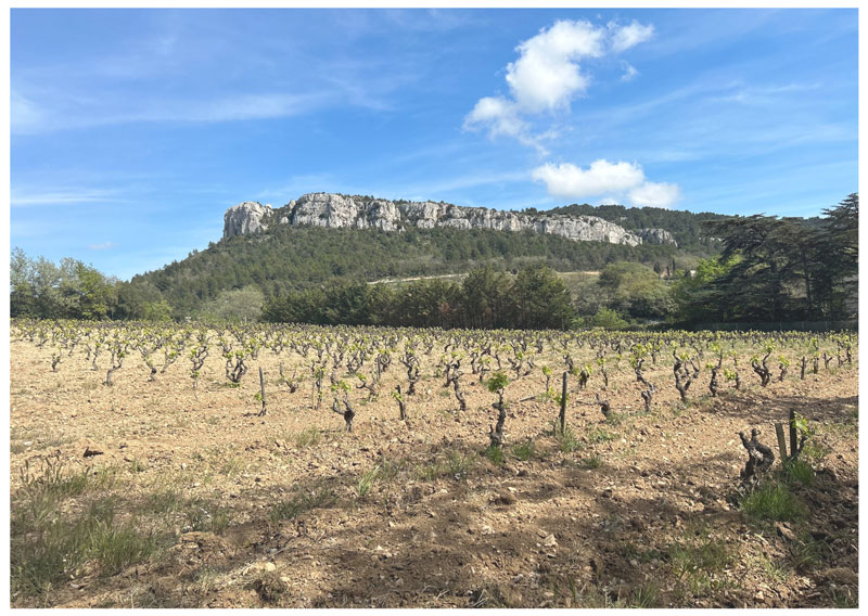 I vigneti di Château de Roquefort