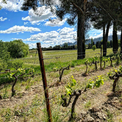 I vigneti di Domaine Milan