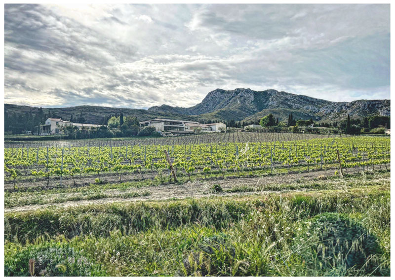 Le migliori cantine da visitare in Provenza