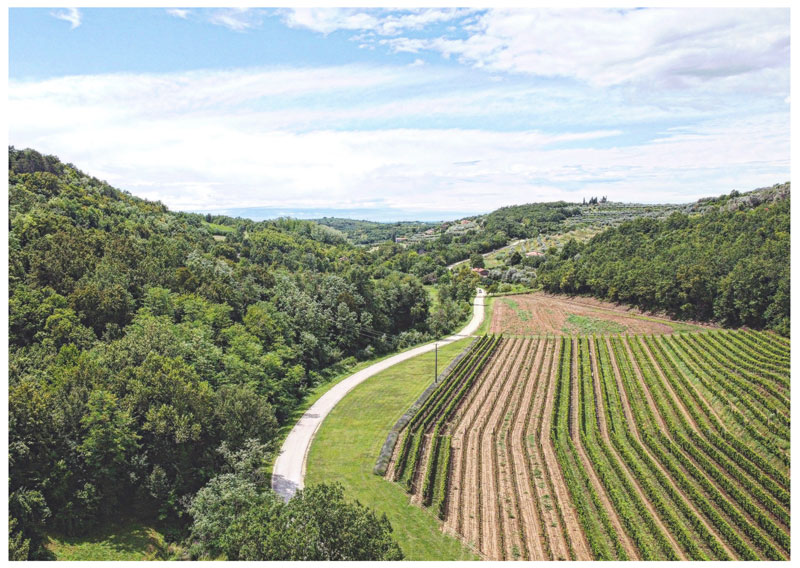 Le strade del vino istriane